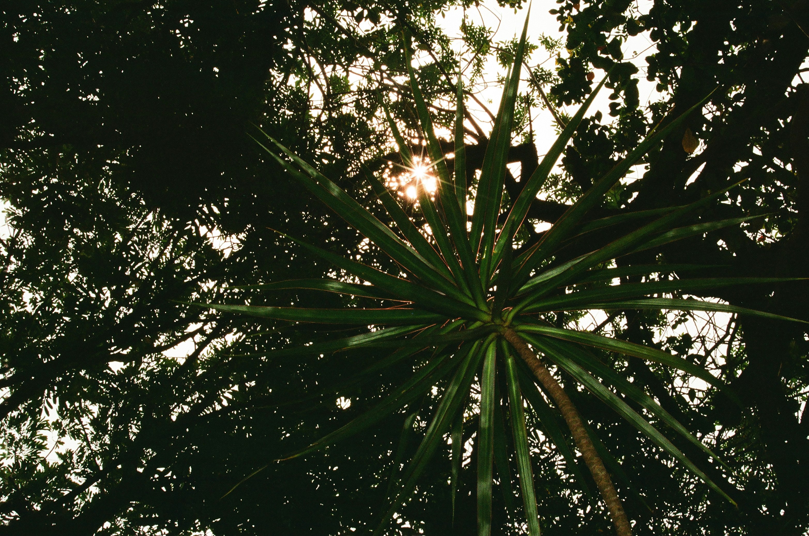 sun light coming through green trees